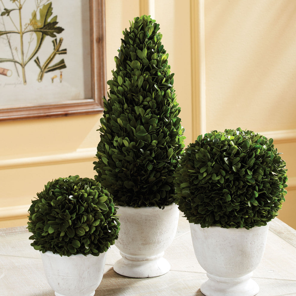 Boxwood Cone Topiary, Pot