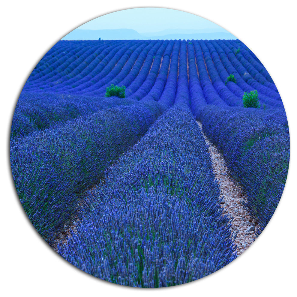 Lavender Field Sunset Near Valensole, Floral Disc Metal Artwork, 11"