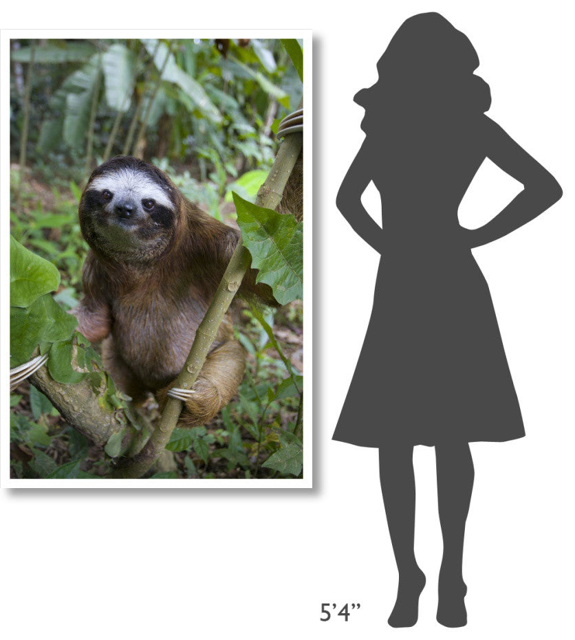 "Brown-throated 3-toed Sloth male, Aviarios Sloth Sanctuary" Paper Art, 34"x50"