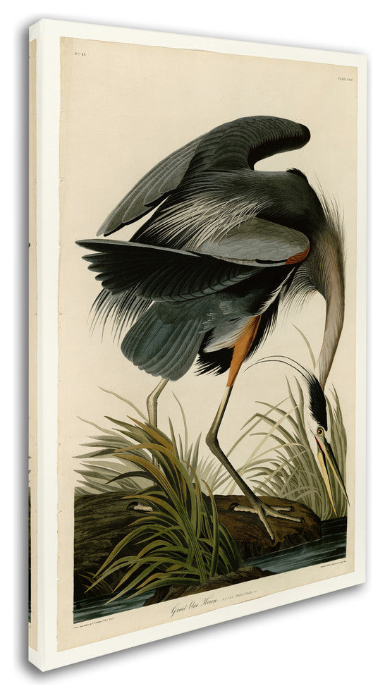 John James Audobon 'Great Blue Heron' Canvas Art, 47x30