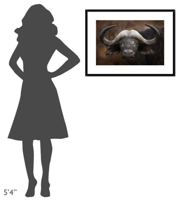 "A Buffalo Portrait" Framed Digital Print by Mario Moreno, 32x24"