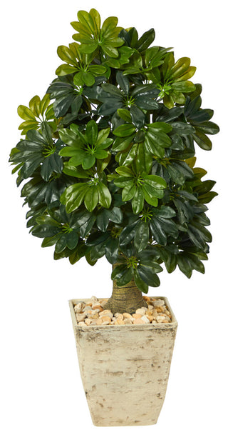 Primary product image: full view of the Schefflera tree with country white planter on a clean white background; no text or diagrams.