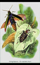 The Shining Buprestis and the Resplendent Weevil- Canvas Poster 20" x 30"