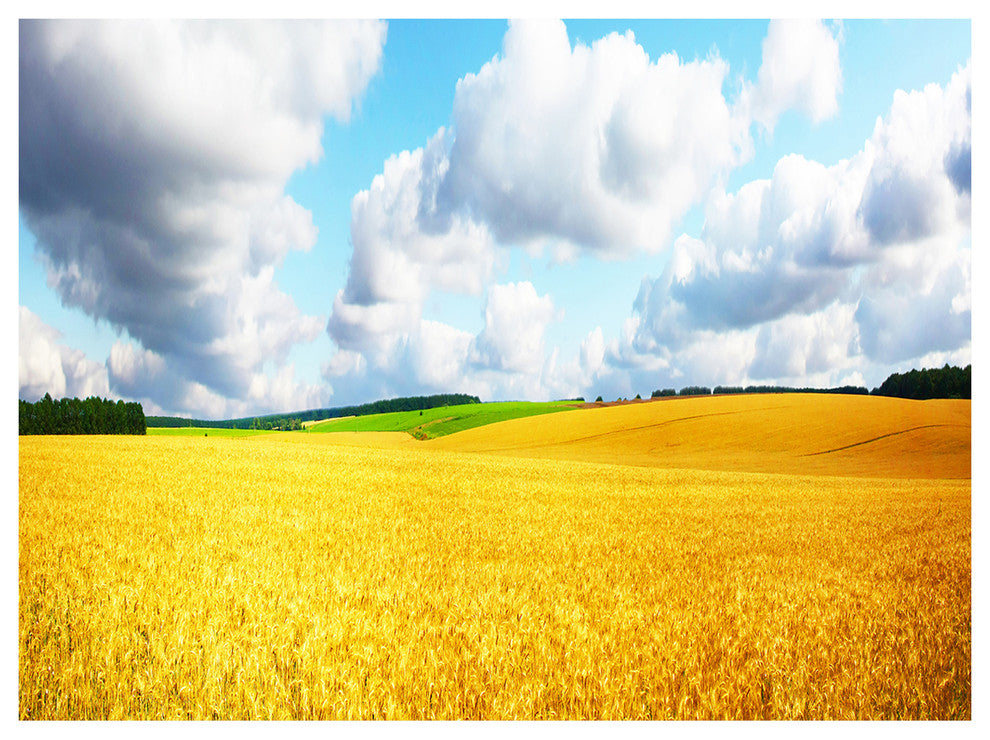 Beautiful Field Panorama, Landscape Canvas Art Print, 40"x30"