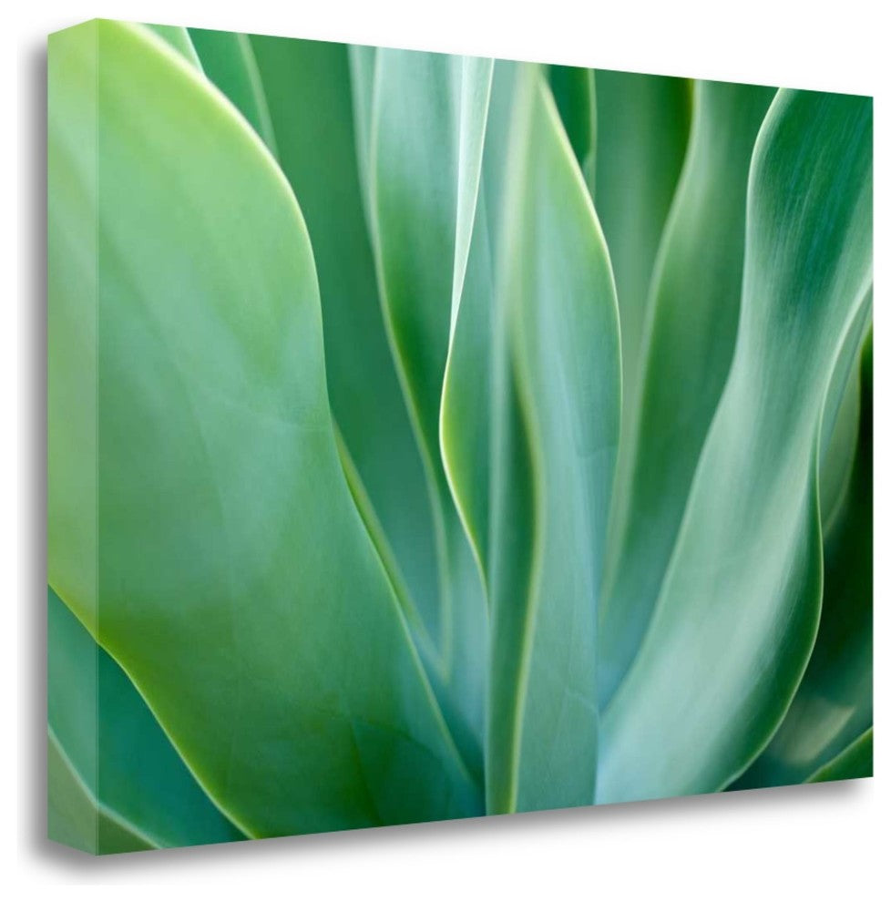 "Agave 6" By Jonathan Nourok, Giclee Print on Gallery Wrap Canvas, Ready to Hang