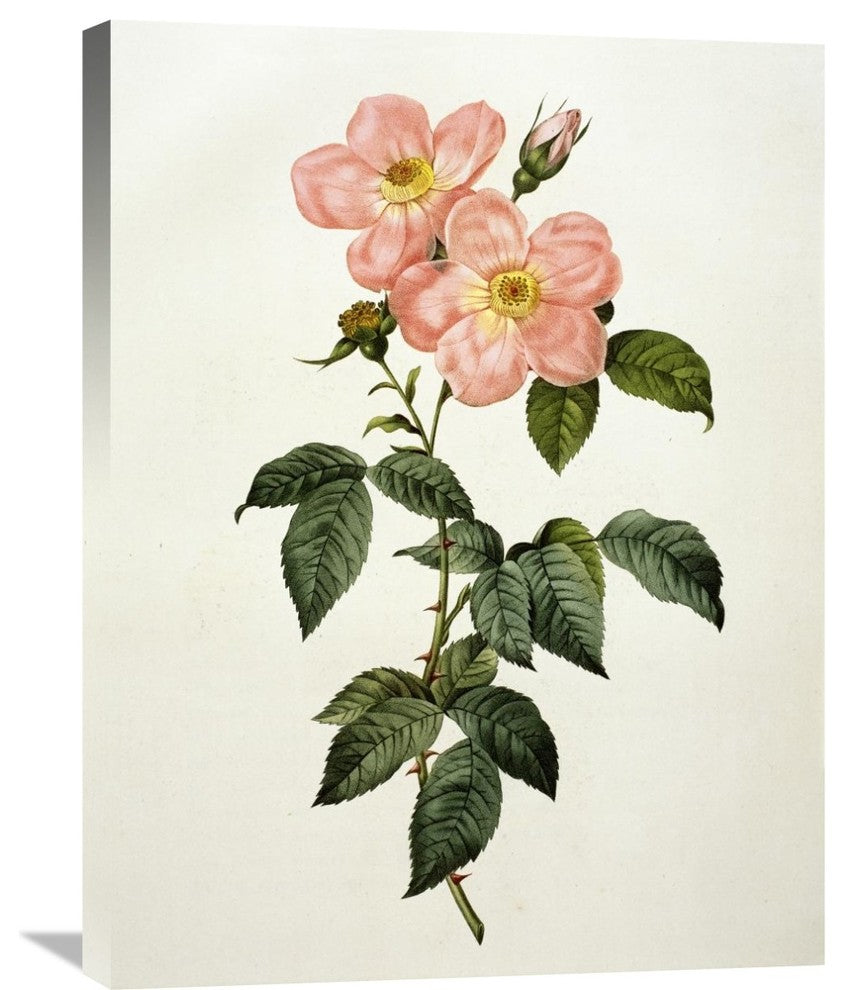 "Rosa Indica Frangras (Flora Simplici)" Artwork, 22.9"x30"