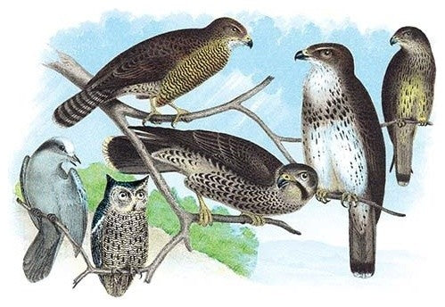 Owls, Buzzards, and Peregrine Falcon - Gallery Wrapped Canvas Art 28" x 42"
