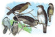 Owls, Buzzards, and Peregrine Falcon - Gallery Wrapped Canvas Art 28" x 42"