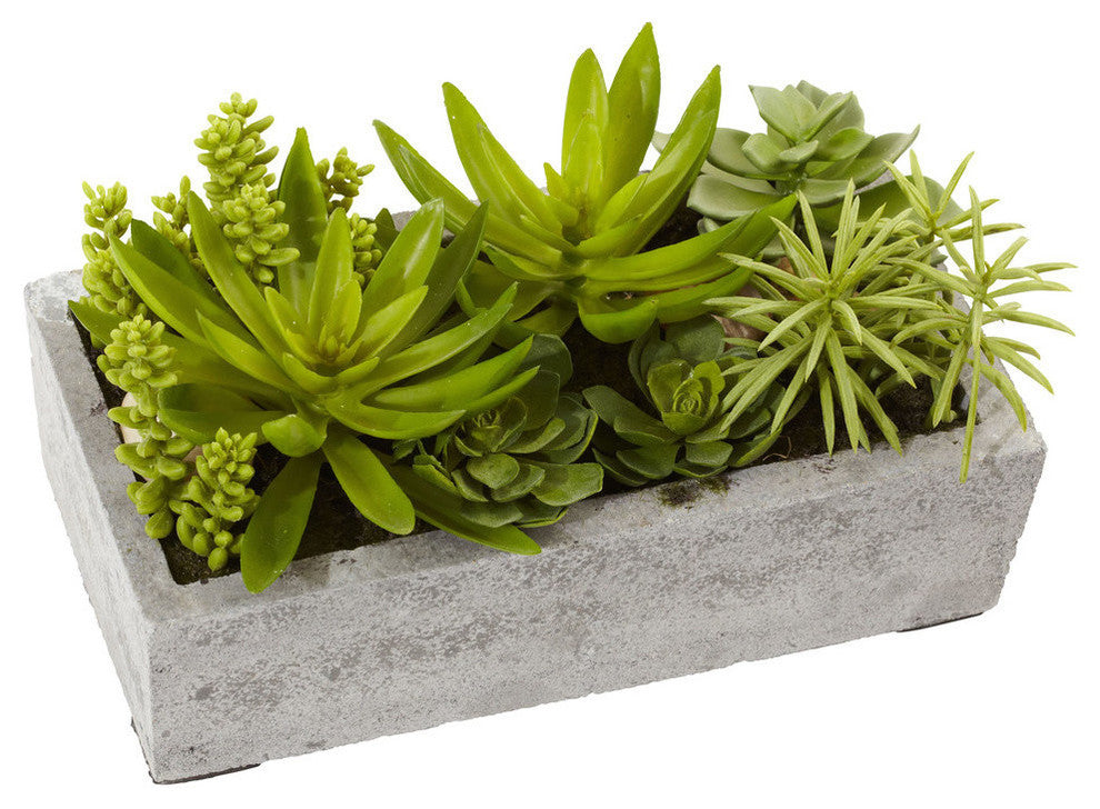 Succulent Garden With Concrete Planter, Green