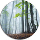 Green Leaves In Old Forest, Landscape Photo Disc Metal Artwork, 11"