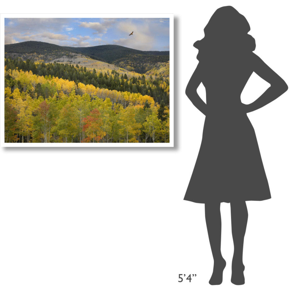 "Cooper's Hawk, Santa Fe Forest, Sangre de Cristo Mountains" Paper Art, 42"x32"