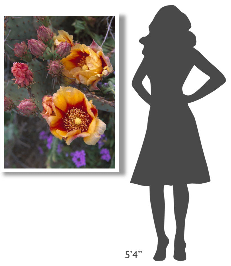 "Opuntia in bloom, North America" Digital Paper Print by Tim Fitzharris, 32"x42"