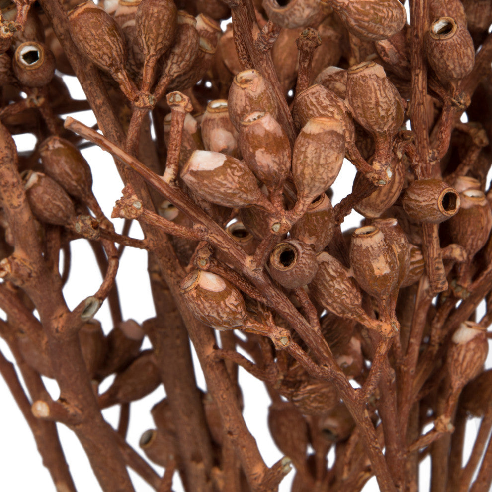Vickerman Natural Botanicals 12" x 1-3" Eucalyptus Clusters, Orange, 12" x 1-3"