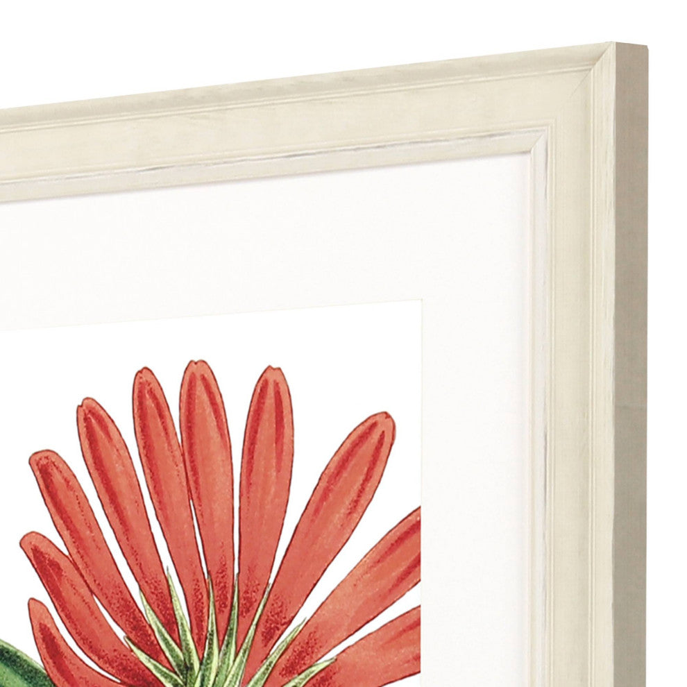 Osteospermum