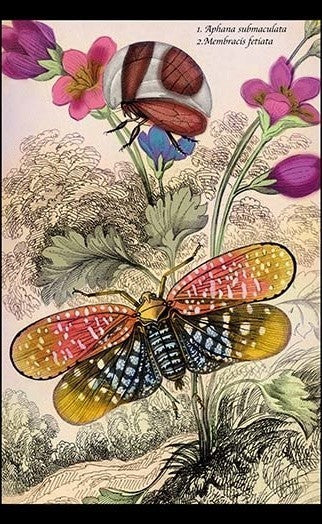 Insects: Aphana Submaculata and Membracis Fetiata - Gallery Wrapped Canvas Art
