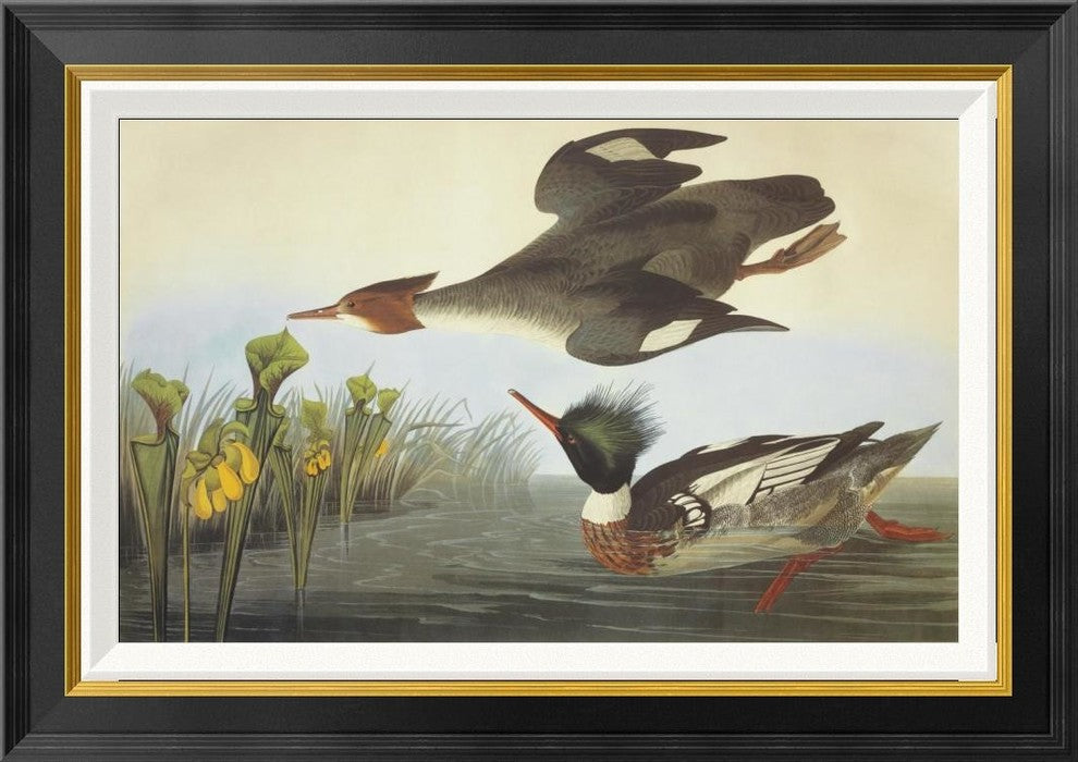 "Red-Breasted Merganser" Framed Canvas Giclee by John James Audubon, 28x20"