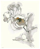 "Carols Roses IV Tan" Digital Paper Print by Shirley Novak, 24"x30"