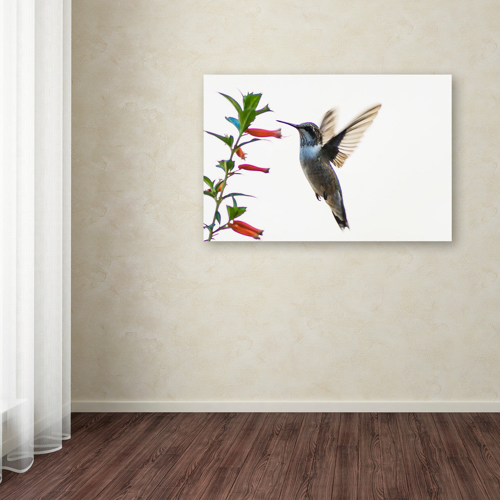 Kurt Shaffer 'Frozen in Flight' Canvas Art, 32"x22"
