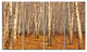 Dense Birch Forest in the Fall, Forest Canvas Art Print, 48"x28", 4 Panels