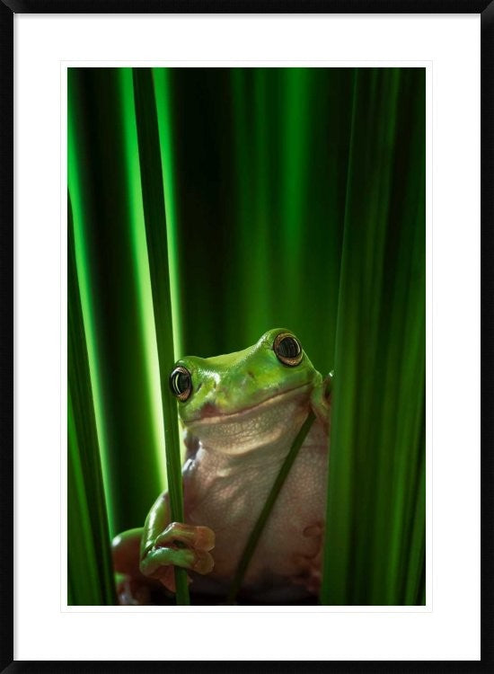 "Green Frog" Framed Digital Print by Ahmad Gafuri, 28"x38"