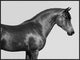 "Orpheus, Arab Horse" Framed Canvas Giclee by Pangea Images, 41x31"