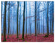 Foggy Forest in Blue and Pink Photo, Modern Forest Canvas Art, 36x28, 3 Panels
