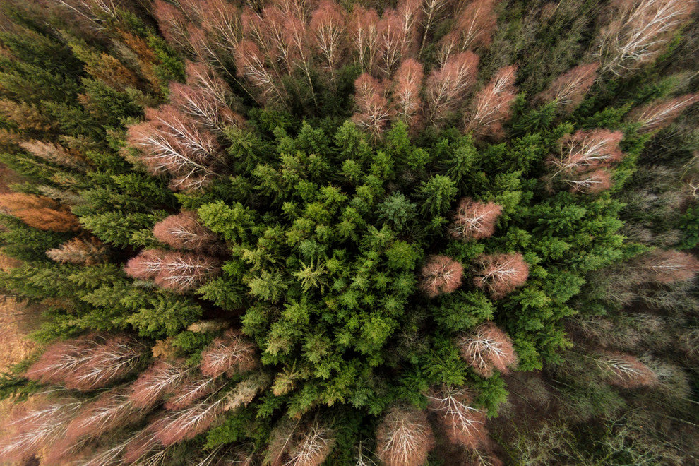 "Feather Trees" Print on Canvas by Karolis Janulis
