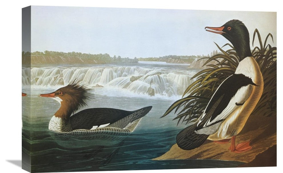 "Goosander" Stretched Canvas Giclee by John James Audubon, 24"x16"