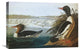 "Goosander" Stretched Canvas Giclee by John James Audubon, 24"x16"