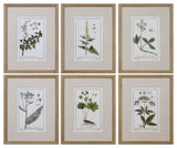 Uttermost Green Floral Botanical Study Prints Set of 6