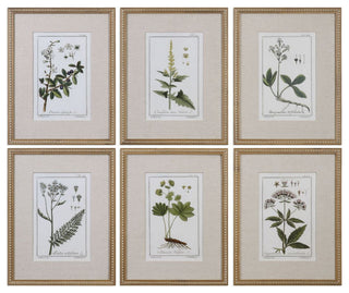 Uttermost Green Floral Botanical Study Prints Set of 6