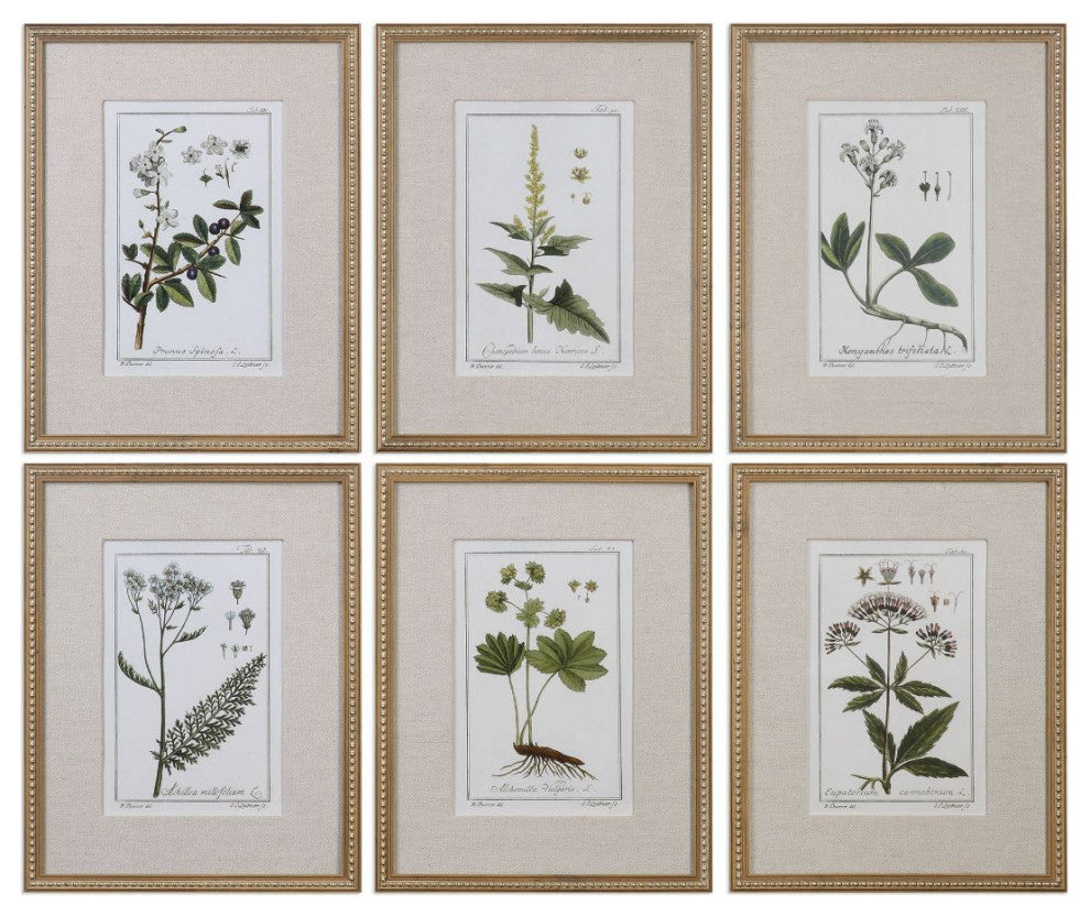 Uttermost Green Floral Botanical Study Prints Set of 6