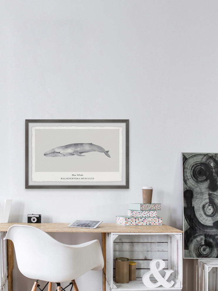 "Balaenoptera Musculus" Framed Painting Print, 18x12