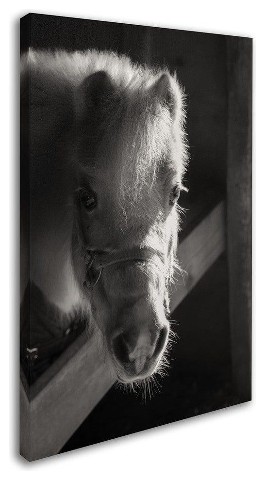 Thom Sivo 'Horse with Winter Coat' Canvas Art, 19x12