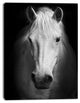 White Horse Black and White, Animal Canvas Art Print, 28"x60"