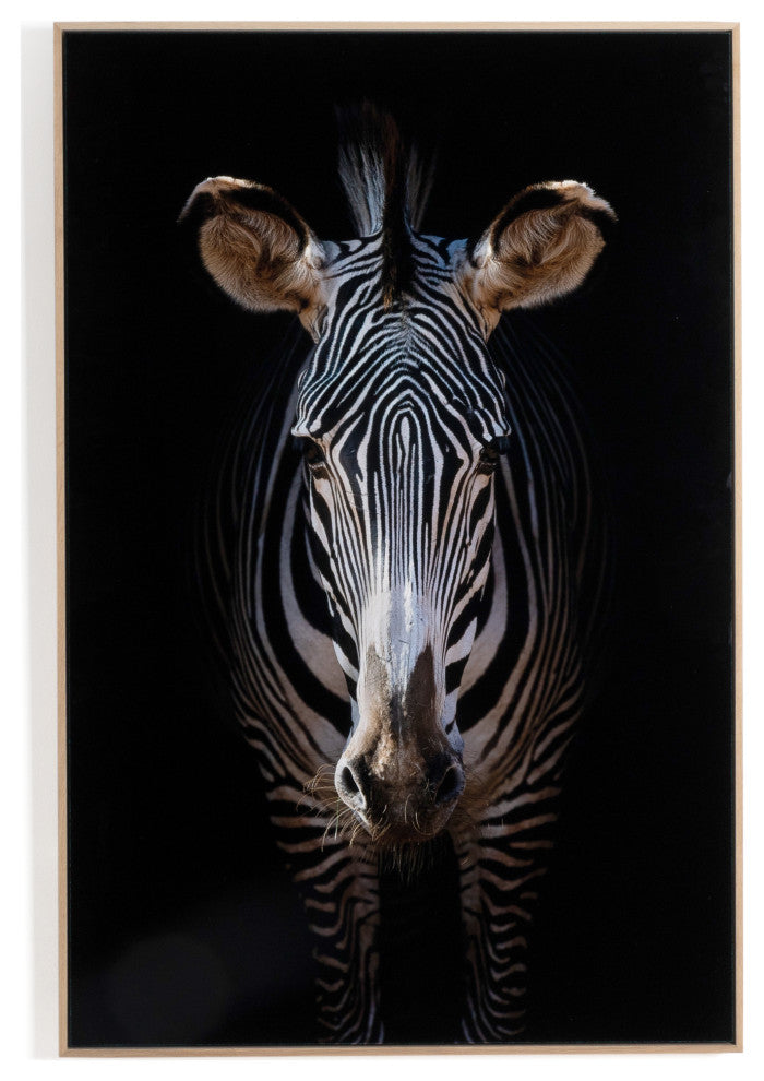Zebra Stare By Getty Images