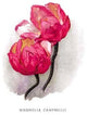 Magnolia Campbellii- Fine Art Giclee Print 24" x 36"