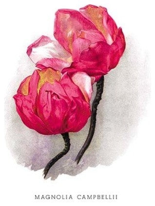 Magnolia Campbellii- Fine Art Giclee Print 24" x 36"