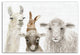 Baby Barn Animals 12"x18" Canvas Wall Art