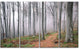 Thick Woods in Morning Forest, Modern Forest Canvas Art, 48"x28", 4 Panels