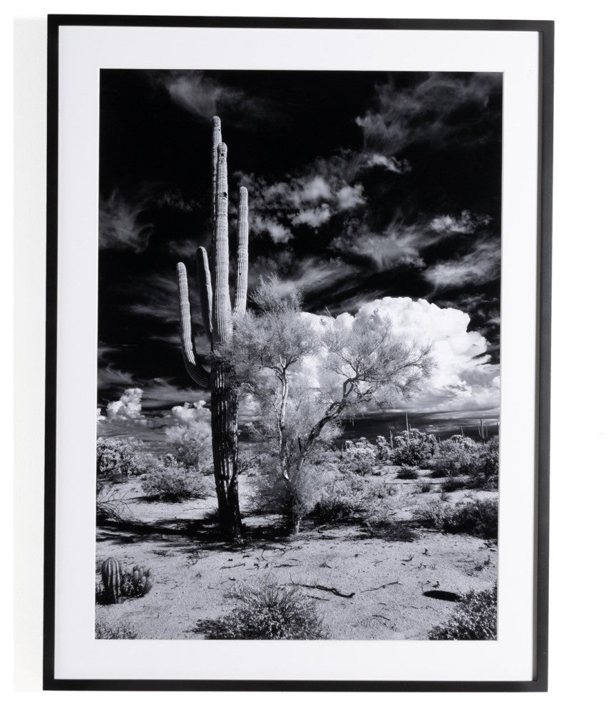 Sonoran Desert By Getty Images