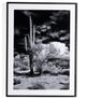 Sonoran Desert By Getty Images