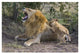 "Lion cubs playing, vulnerable, Masai Mara National Reserve" Paper Art, 32"x22"
