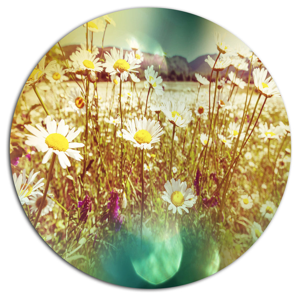 Beautiful Blossom Chamomile Flowers, Flower Disc Metal Wall Art, 23"