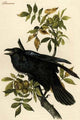 Raven - Fine Art Giclee Print 16" x 24"