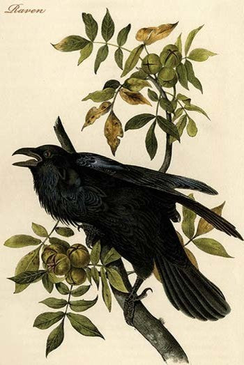 Raven - Fine Art Giclee Print 16" x 24"