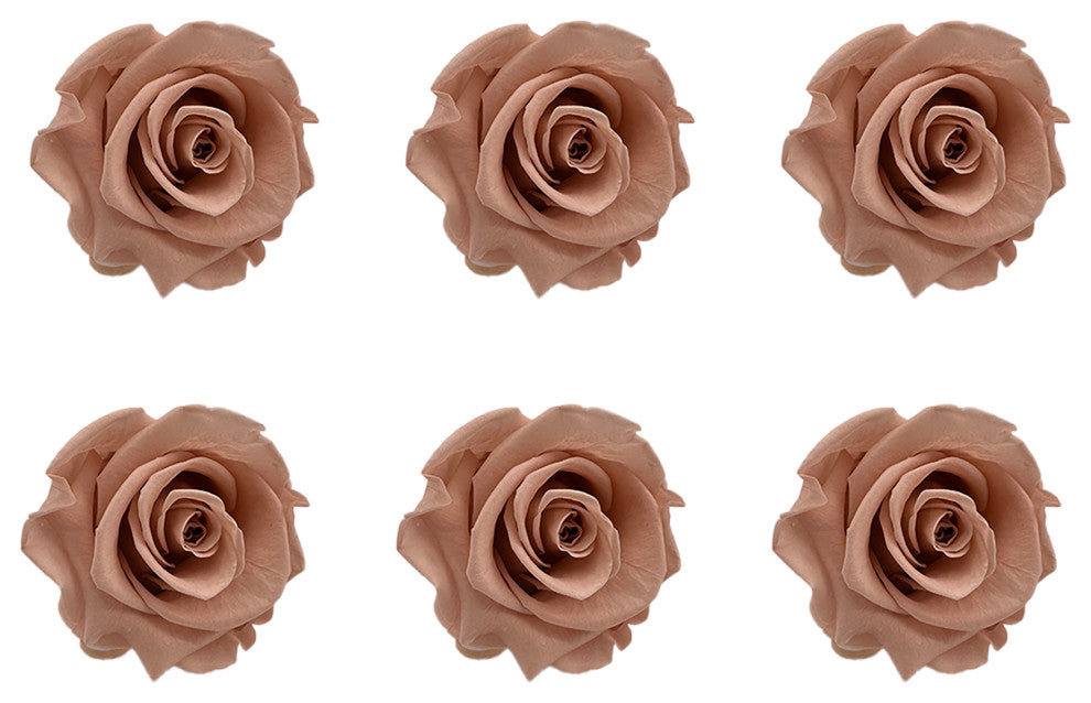 Regular Preserved Roses, Set of 8, Antique Pink