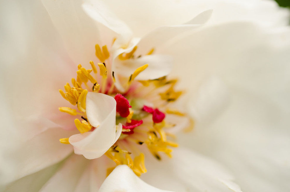 Eye of Peony Floral Nature Photography Canvas Wall Art Print, 24" X 36"