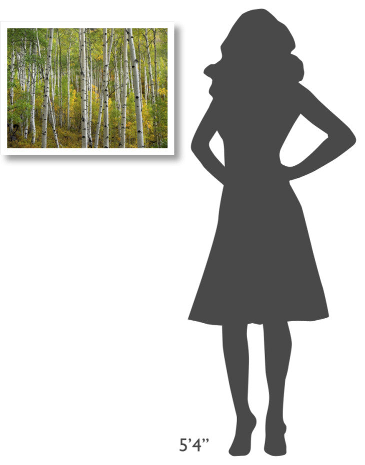 "Aspen trees in fall, Colorado" Digital Paper Print by Tim Fitzharris, 26"x20"
