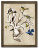 "The Ornithologist's Dream II" Gallery Framed Canvas Wall Art, 16"x20"